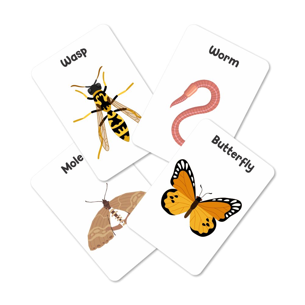Insects & Other Small Animals Flashcards - Pack of 24