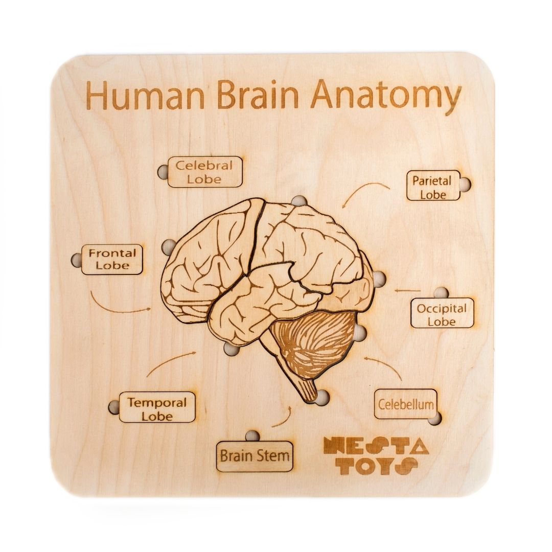 Human Brain Anatomy Puzzle | DIY Coloring Activity (13 Pieces)