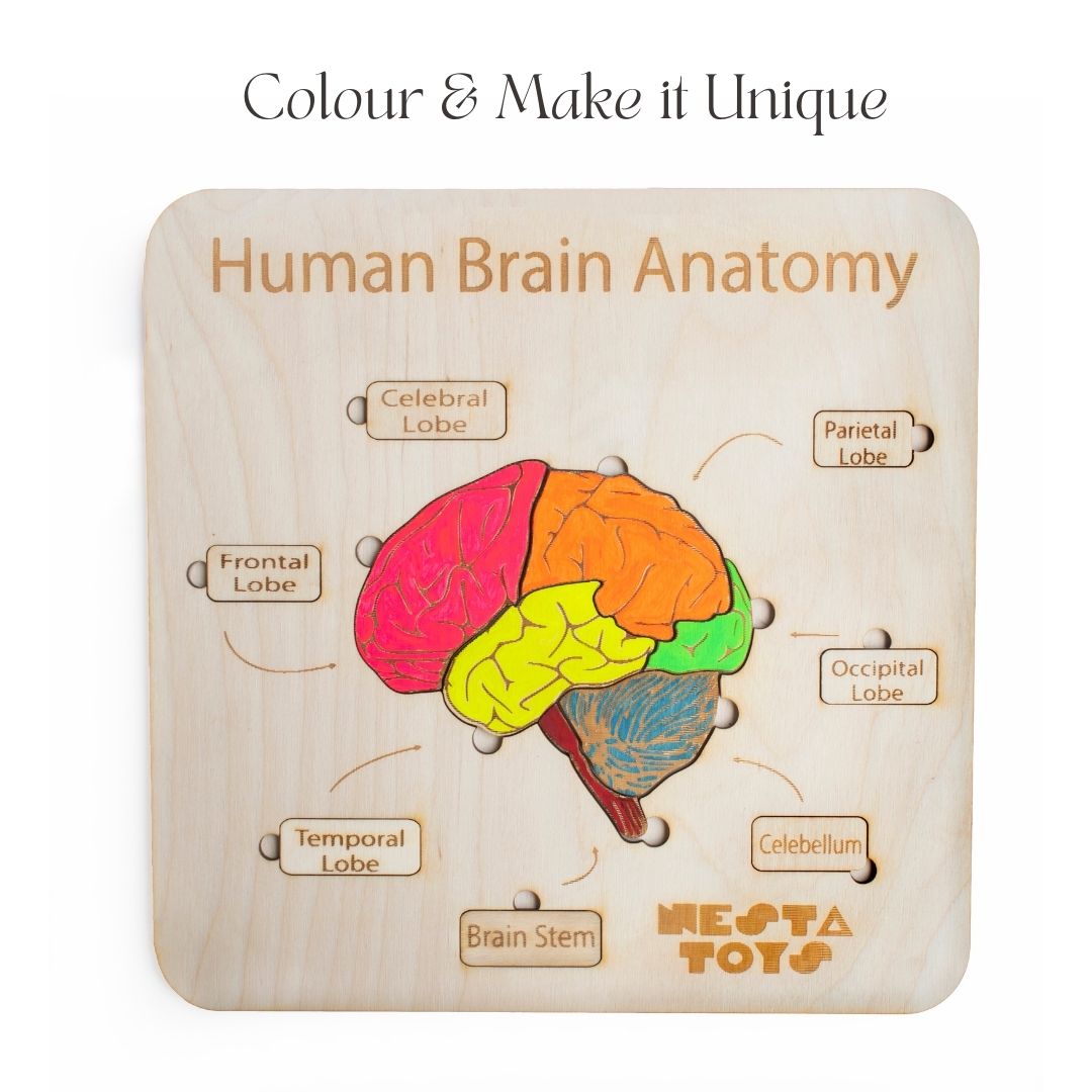 Human Brain Anatomy Puzzle | DIY Coloring Activity (13 Pieces)