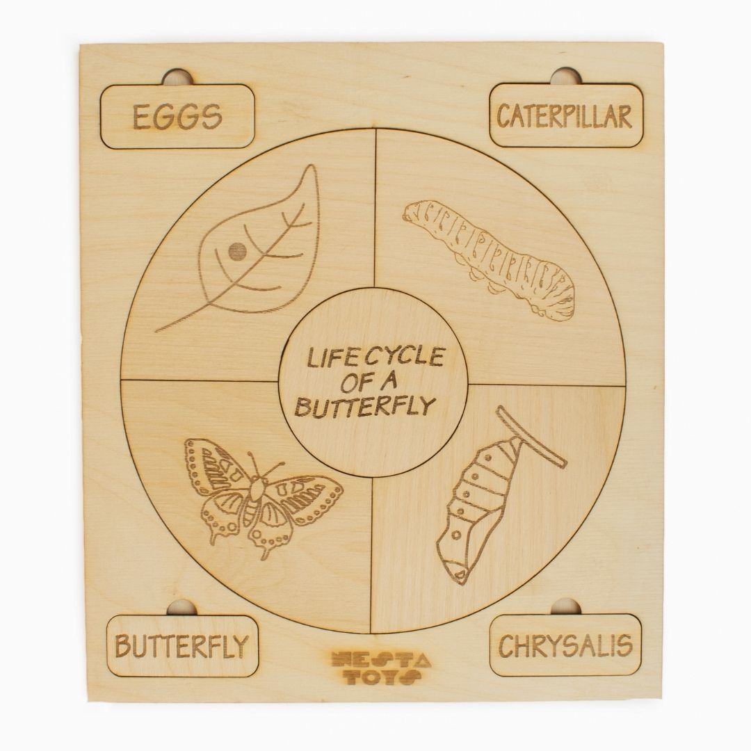 Montessori Life Cycle Puzzle | DIY Coloring Activity (36 Pieces) - Frog, Plant, Chicken & Butterfly