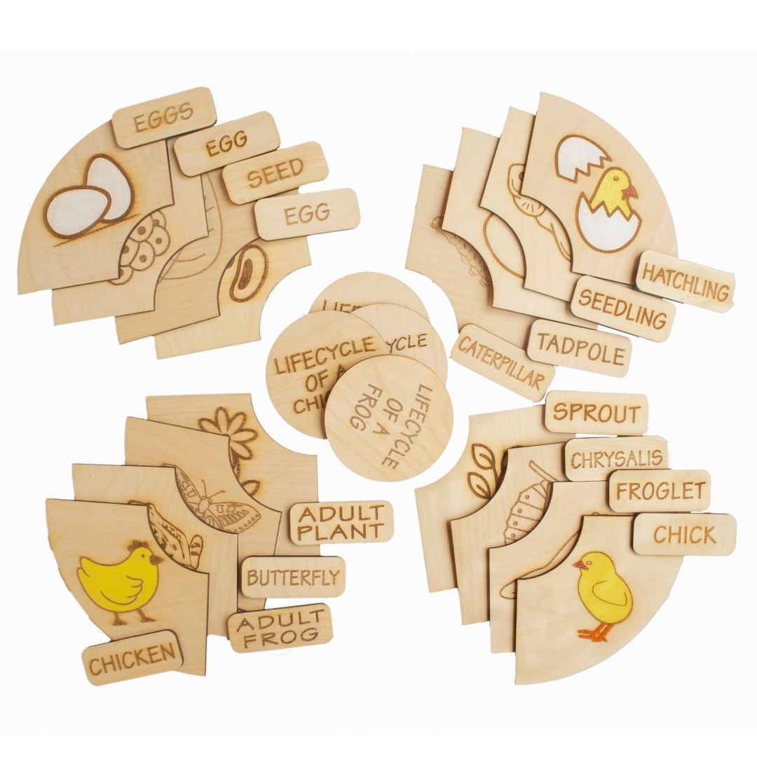 Montessori Life Cycle Puzzle | DIY Coloring Activity (36 Pieces) - Frog, Plant, Chicken & Butterfly