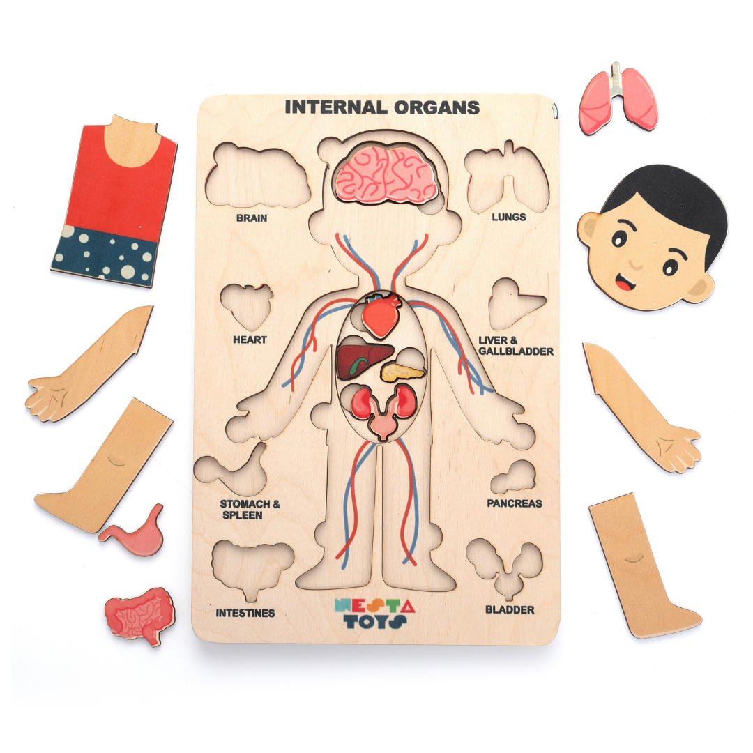 Nesta Toys - Human Anatomy | Internal Organs Puzzle