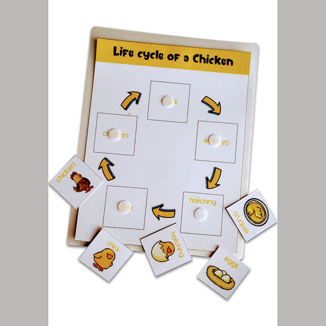 4 Lifecycle Activity (Bee, Butterfly, Frog and Chicken)