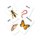 Insects & Other Small Animals Flashcards - Pack of 24