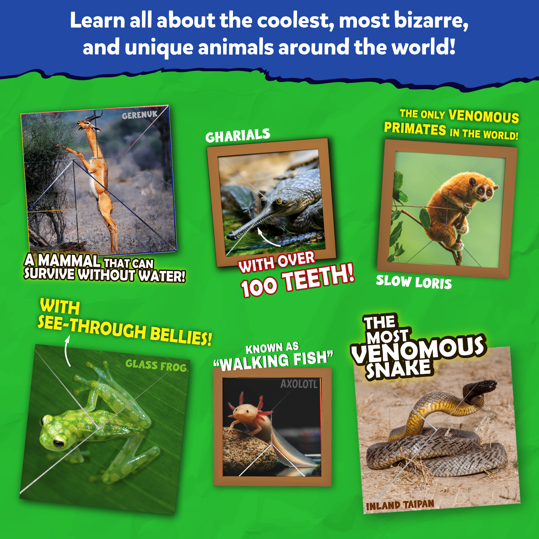 Skillmatics Origami Puzzle Book & Encyclopedia Scrapbook - DIY Craft & Activity Kit, Educational Toy with 48 Animal Puzzles, Fun Learning for Kids Ages 6, 7, 8, 9, 10 & Up