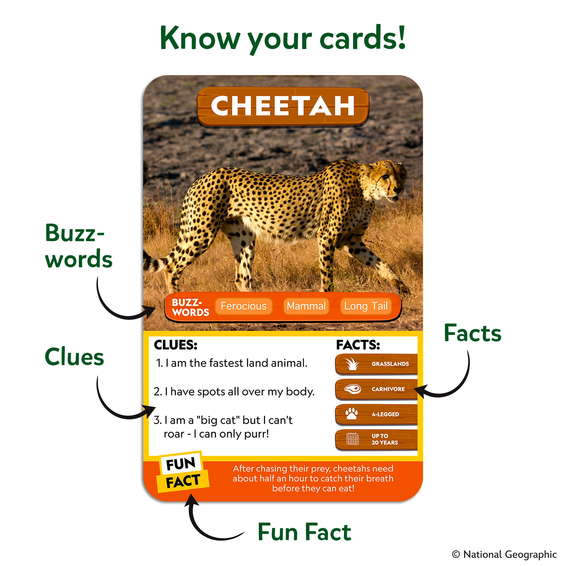 Card with a cheetah illustration, buzzwords, clues, facts, and a fun fact on a white background.