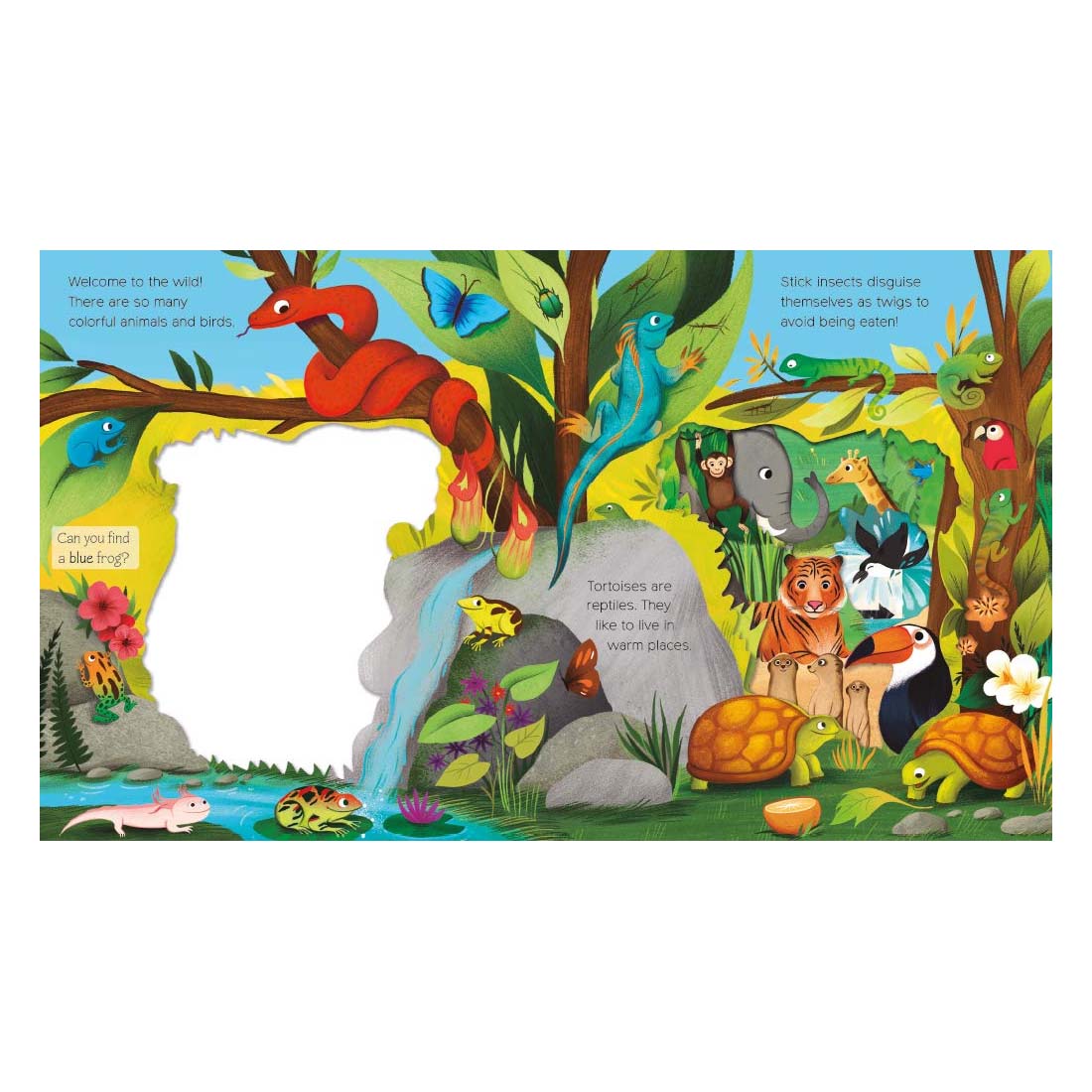 What Can You See? Animal Adventure: Board Book