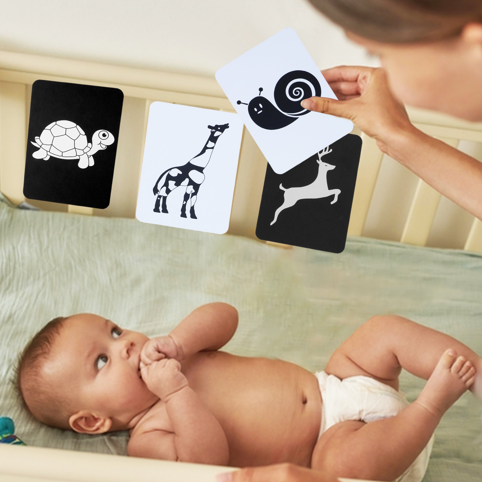 Baby Moo High Contrast Flash Cards Pack of 12 - Animals