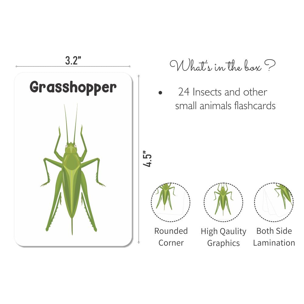 Insects & Other Small Animals Flashcards - Pack of 24