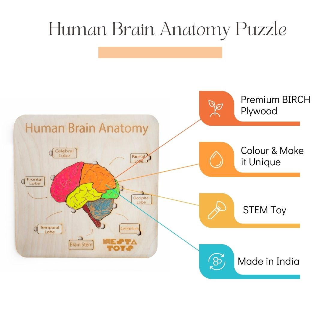 Human Brain Anatomy Puzzle | DIY Coloring Activity (13 Pieces)