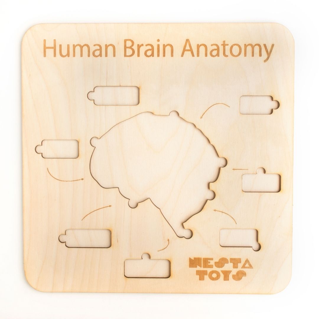 Human Brain Anatomy Puzzle | DIY Coloring Activity (13 Pieces)