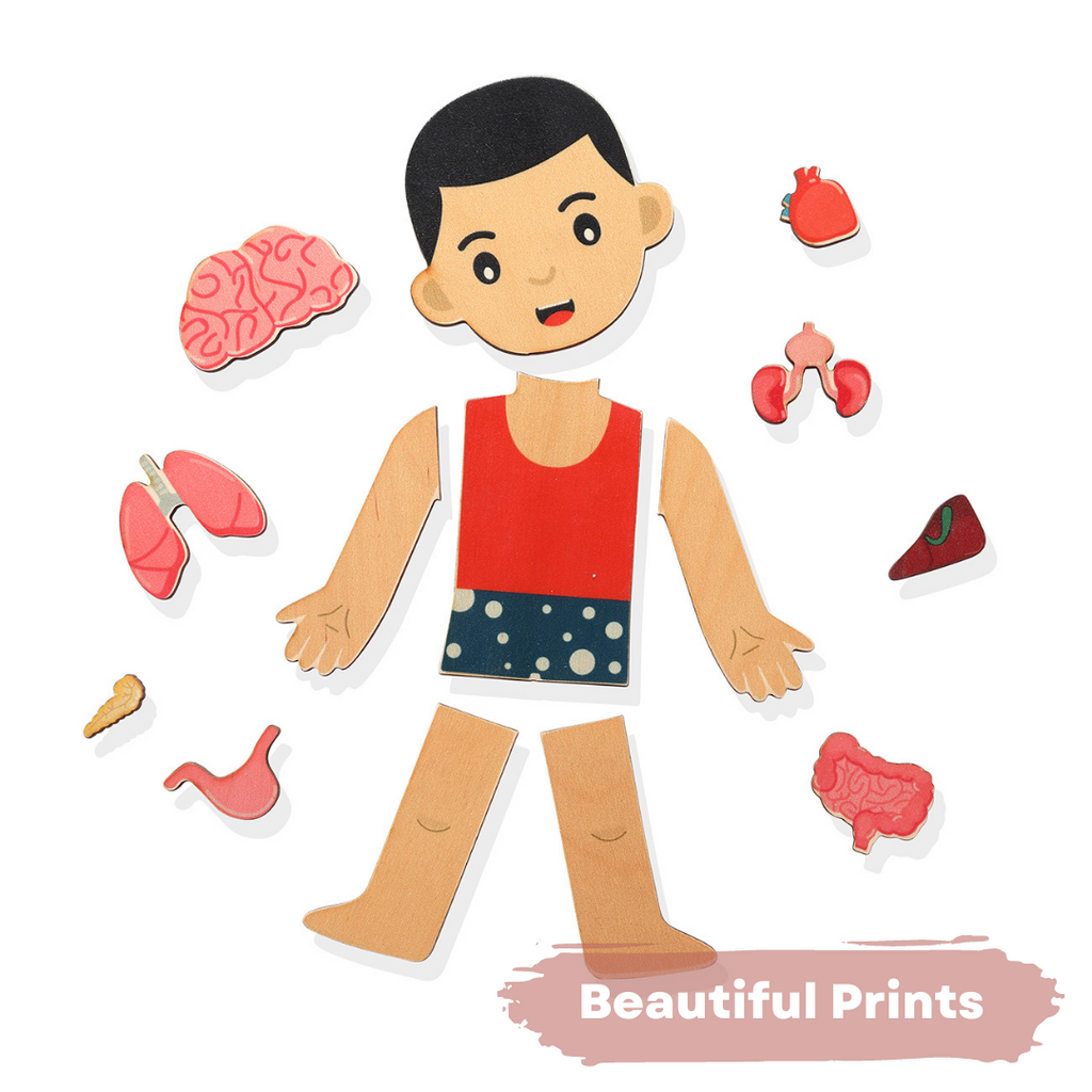 Nesta Toys - Human Anatomy | Internal Organs Puzzle