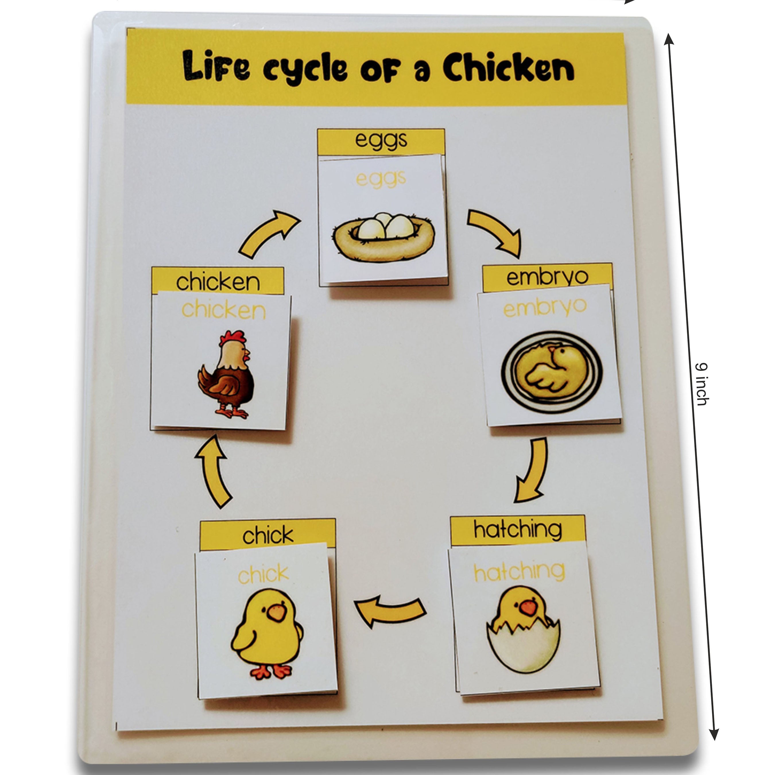 4 Lifecycle Activity (Bee, Butterfly, Frog and Chicken)